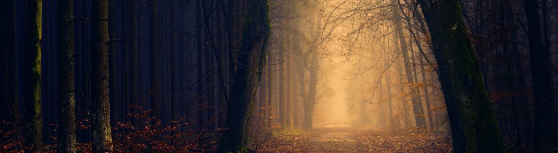Stig genom mörk skog. Stigen lyses upp av gult sken genom diset.